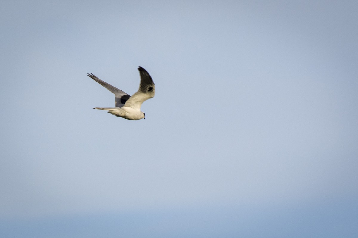 White-tailed Kite - Leonel Melvern