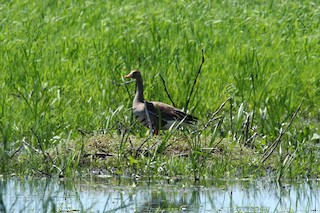 Greater White-fronted Goose, ML343555481