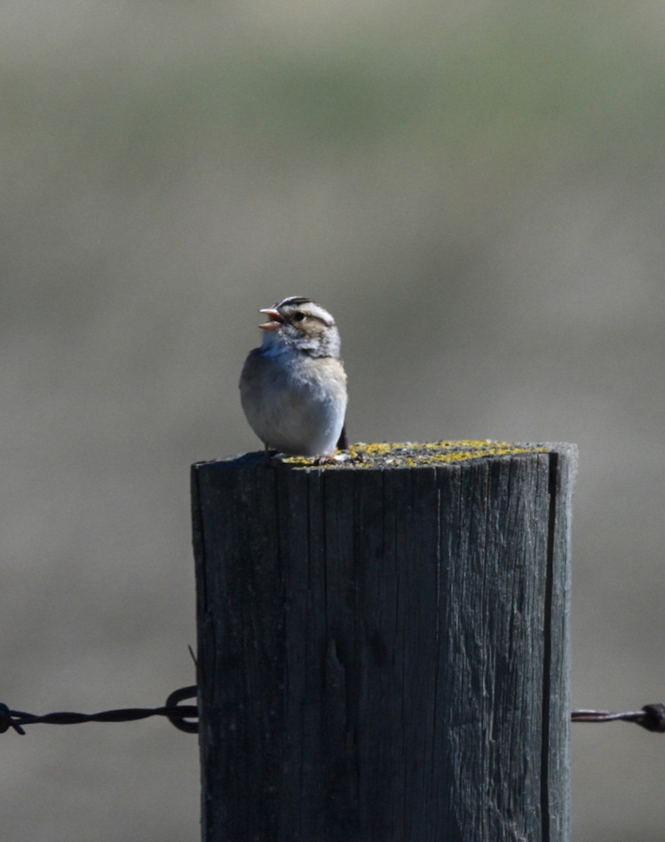 Clay-colored Sparrow - ML343555651