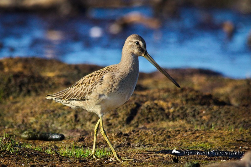 Long-billed Dowitcher - ML34355621