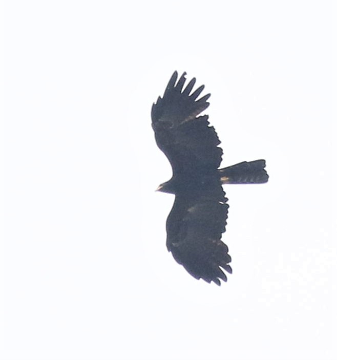 Black Eagle - Swee Khoo