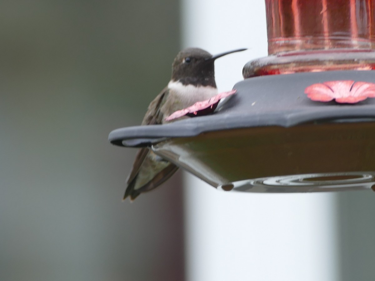 Black-chinned Hummingbird - ML343568311