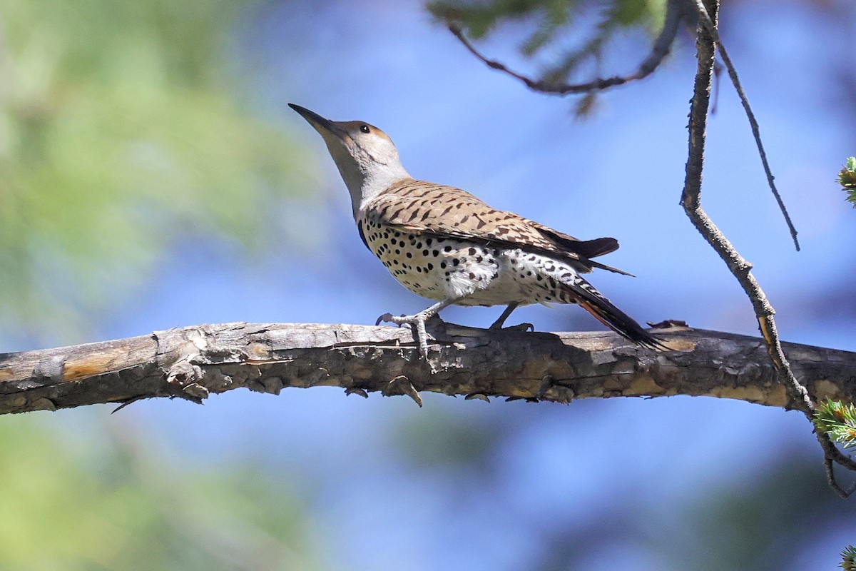 Northern Flicker (Red-shafted) - ML343570011