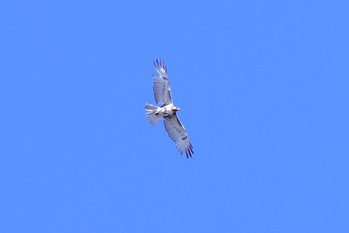 Red-tailed Hawk - ML343570081
