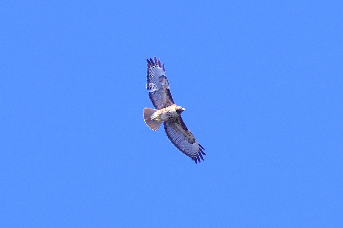 Red-tailed Hawk - ML343570091