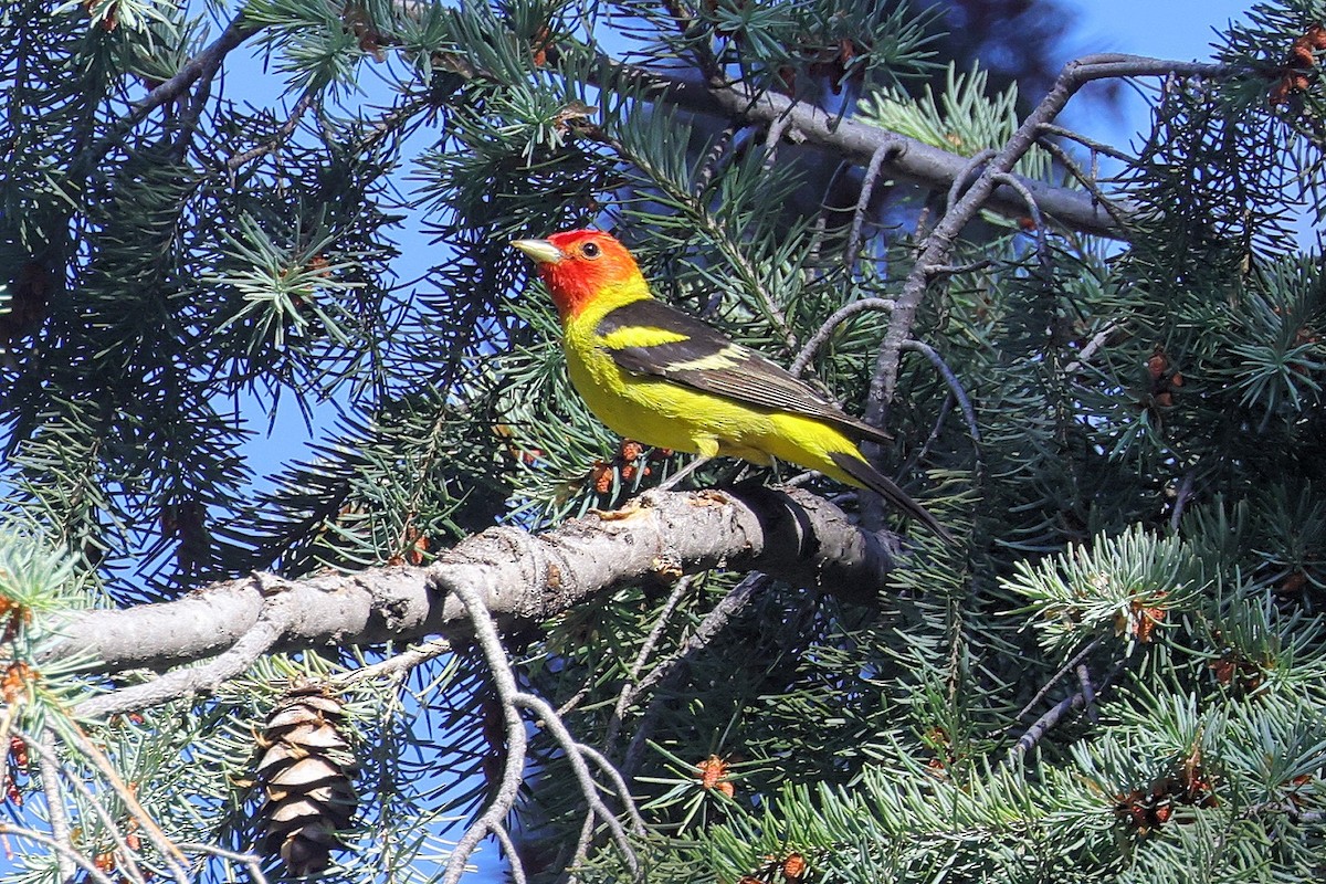 Western Tanager - ML343570241