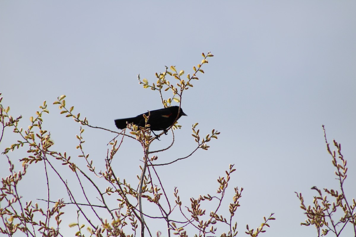 Red-winged Blackbird - henry boden