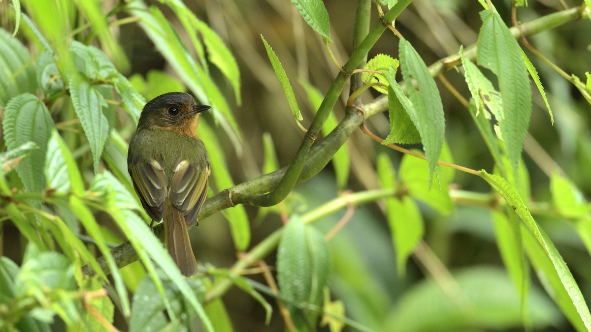 Rufous-breasted Flycatcher - ML343577591