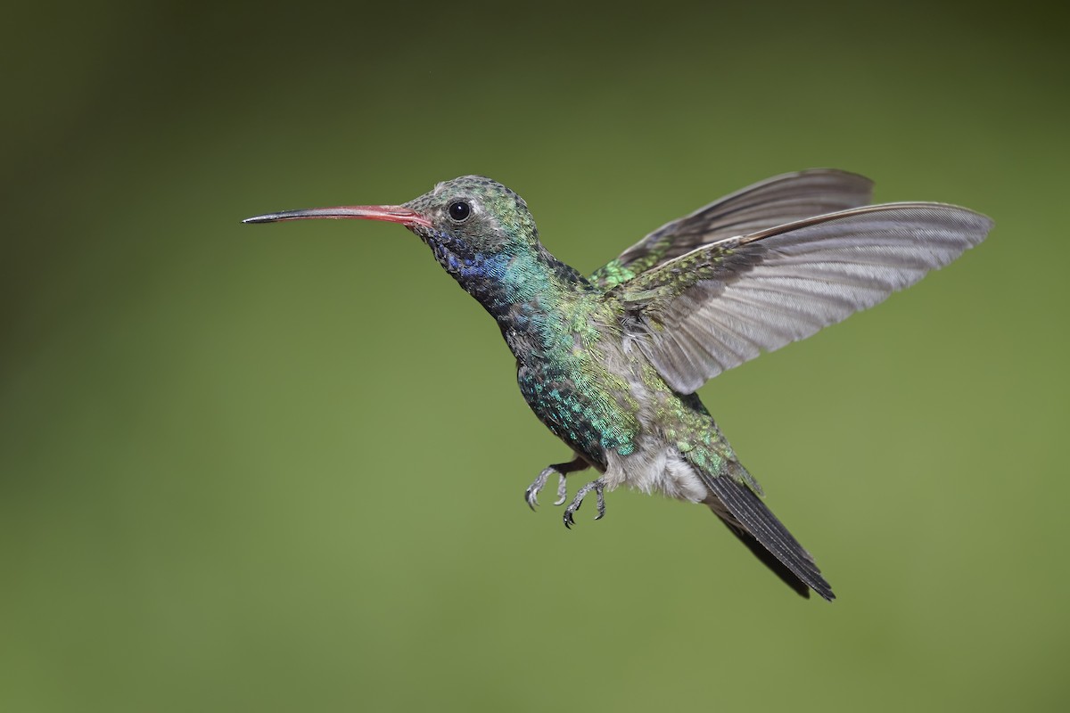 kolibřík širokozobý - ML343577921