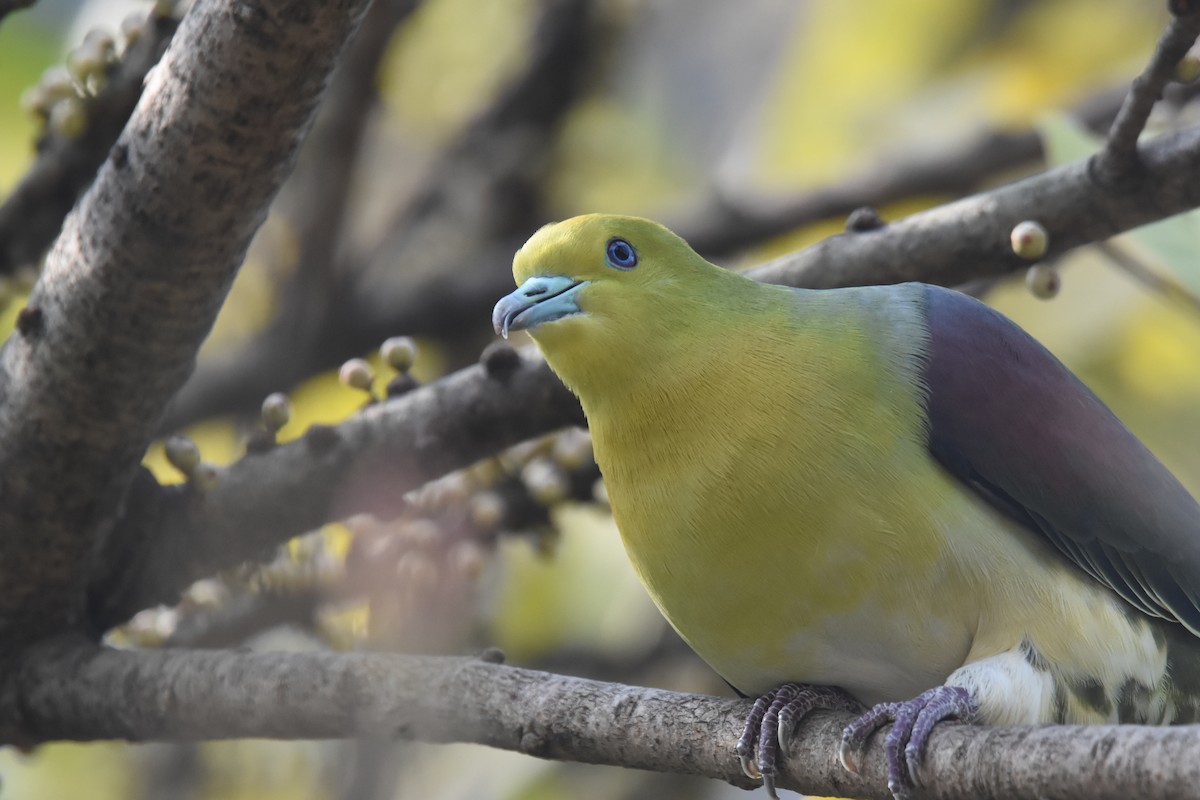White-bellied Green-Pigeon - ML343579481