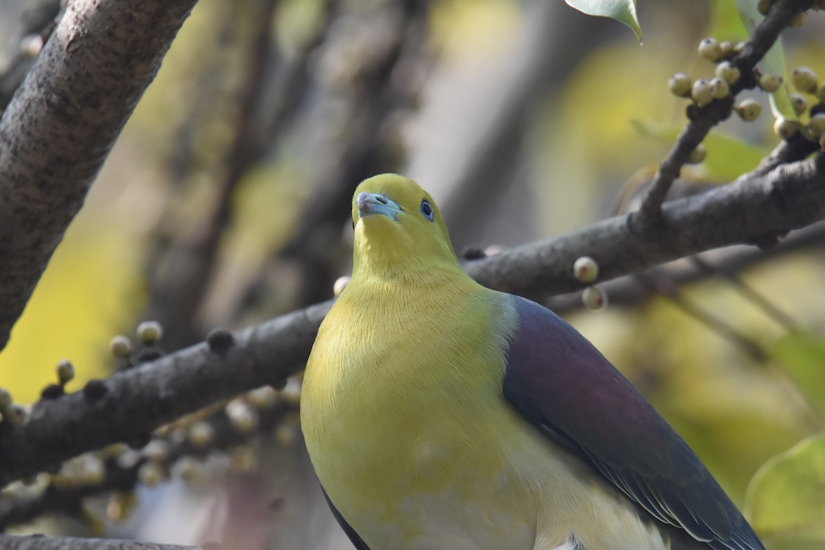 White-bellied Green-Pigeon - ML343579501