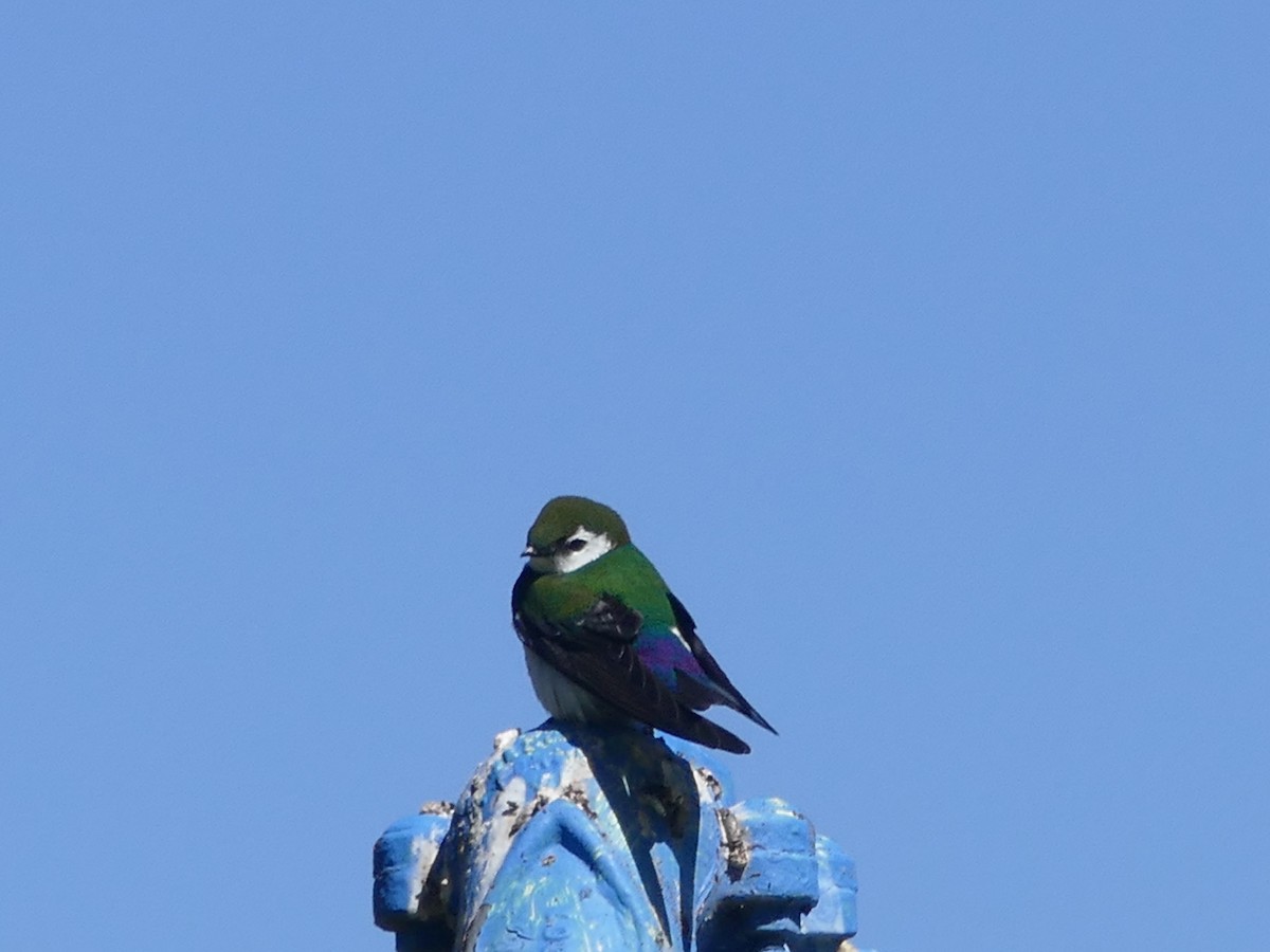 Violet-green Swallow - ML343583101