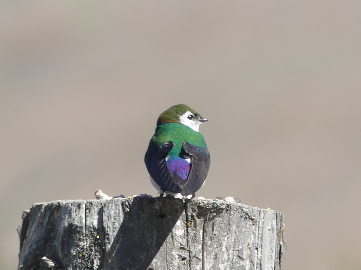 Violet-green Swallow - ML343583181