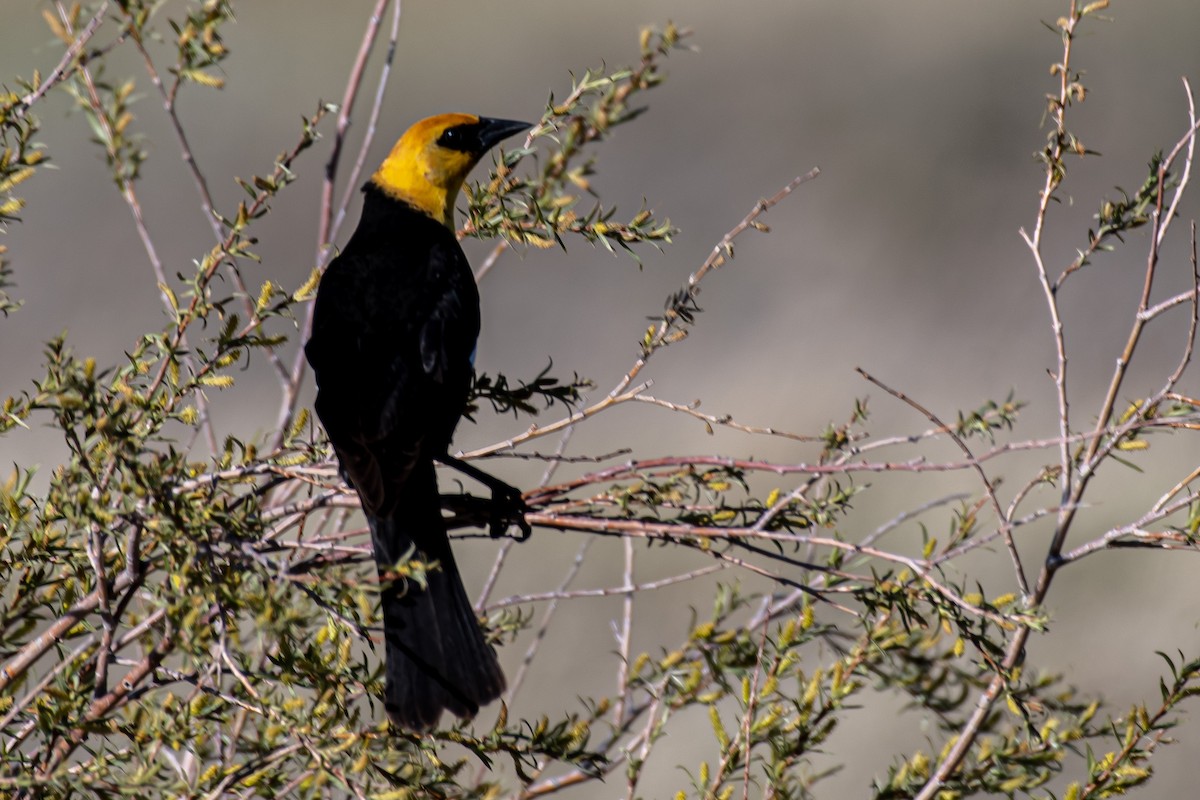 Yellow-headed Blackbird - Bobby Senter
