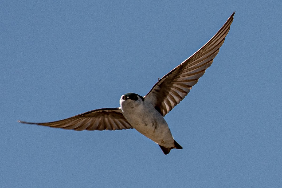 Violet-green Swallow - ML343584891