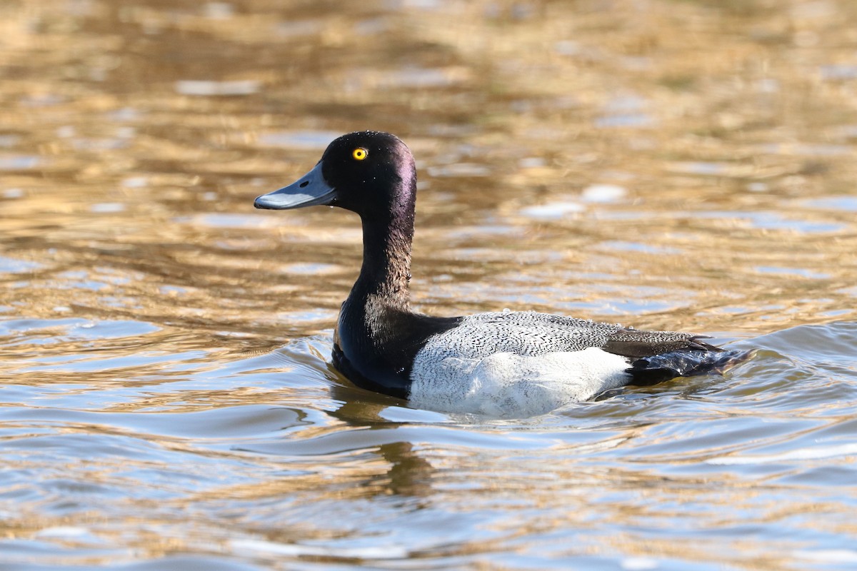 Greater/Lesser Scaup - ML343585641