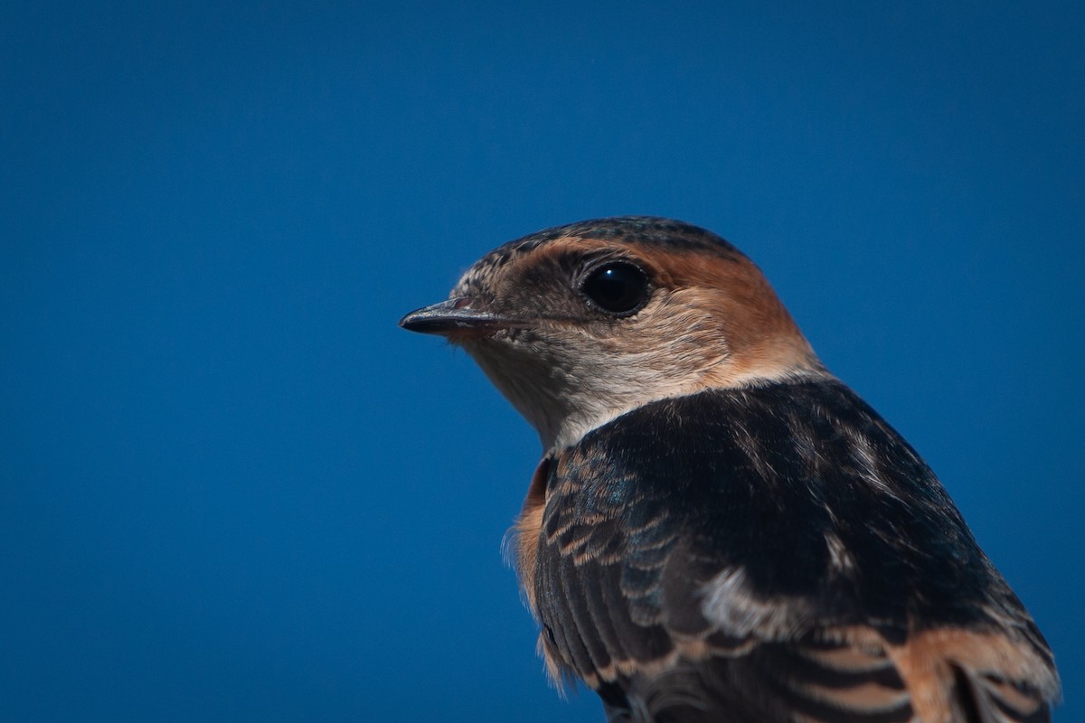 Red-rumped Swallow - ML343591521