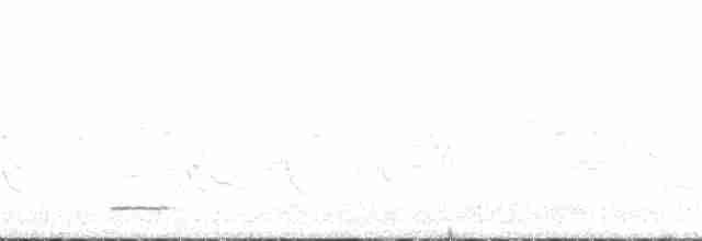Méliphage carillonneur - ML343591651