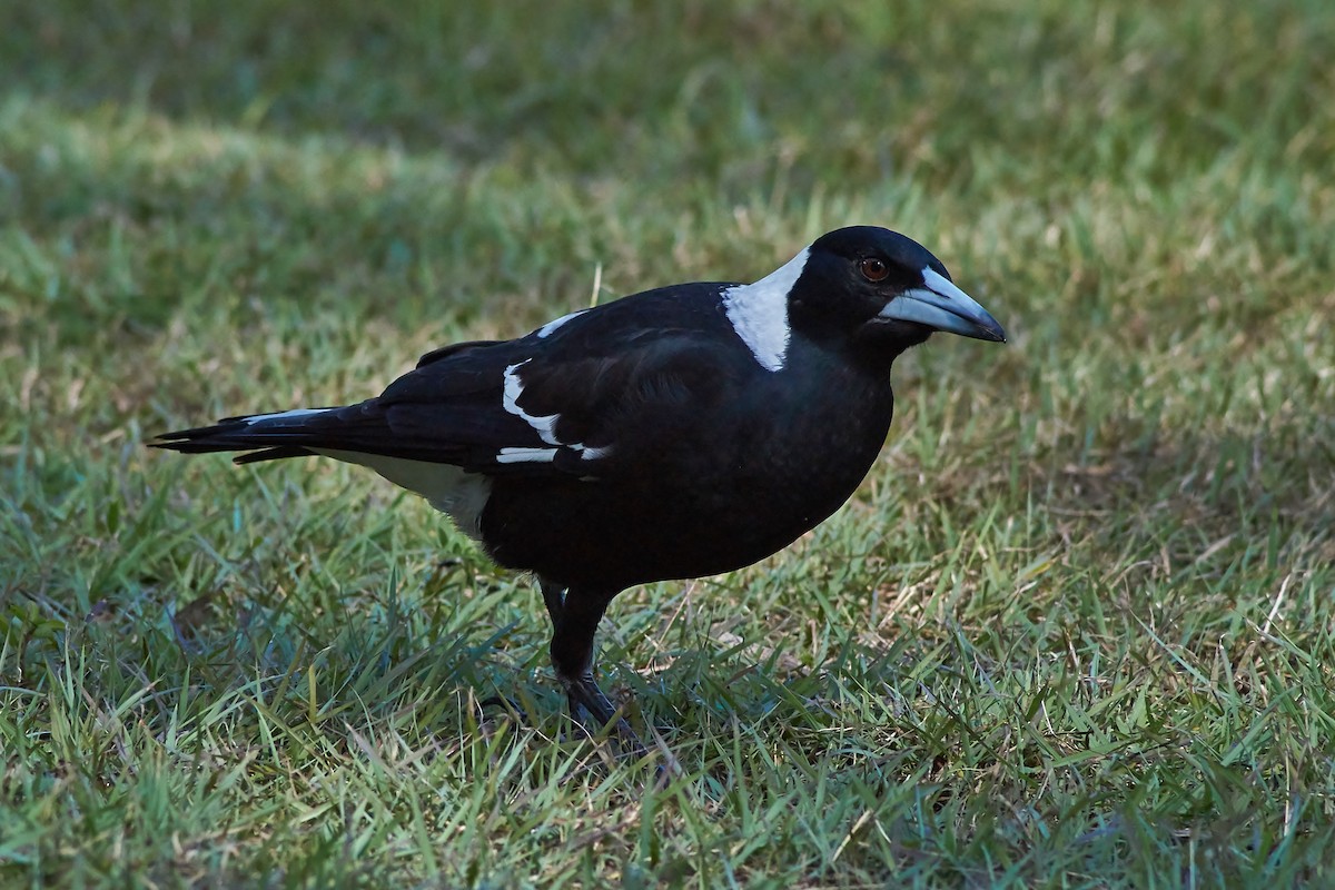 Australian Magpie (Black-backed) - ML343592371