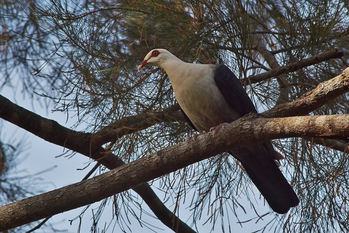 White-headed Pigeon - ML343592801