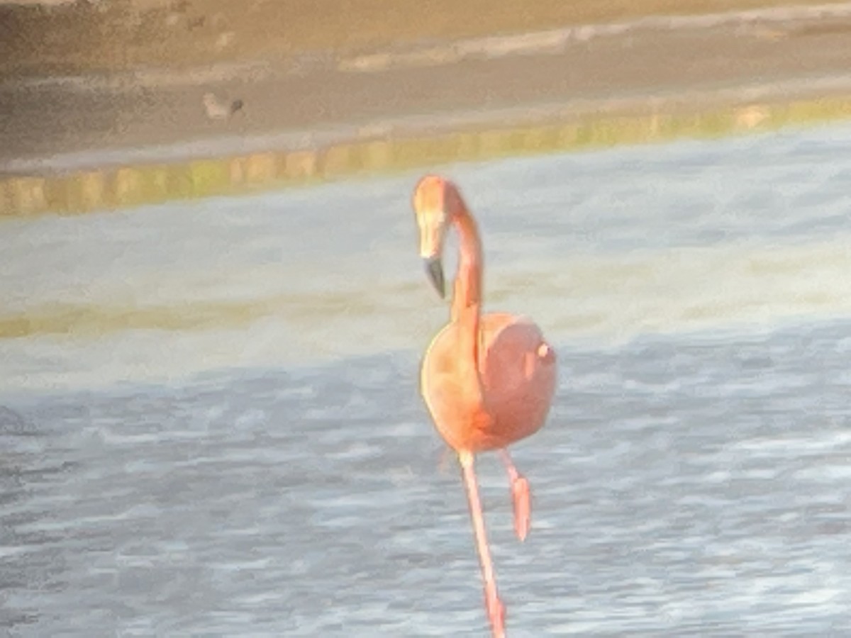 American Flamingo - ML343595211