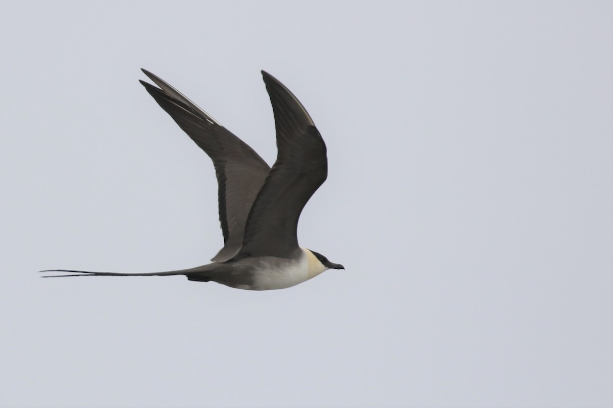 Long-tailed Jaeger - ML343597441