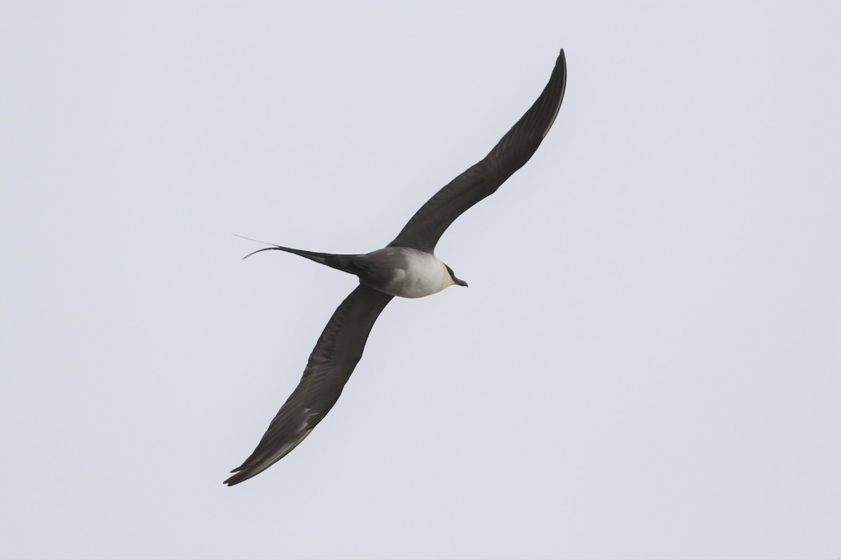 Long-tailed Jaeger - ML343597571