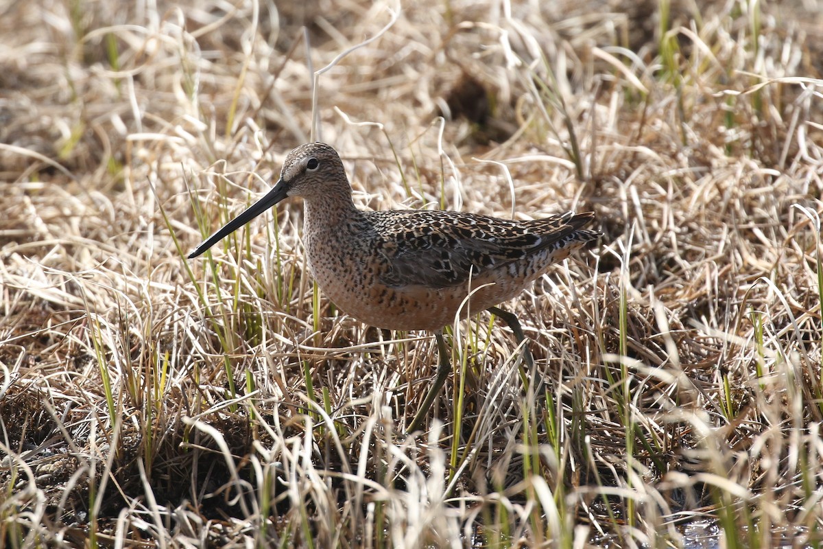 Long-billed Dowitcher - ML343597831