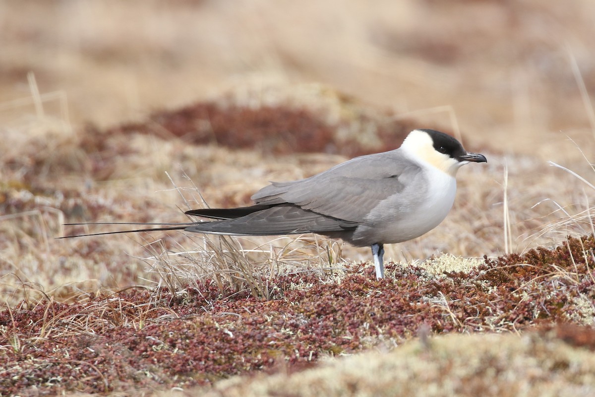 Long-tailed Jaeger - ML343597961