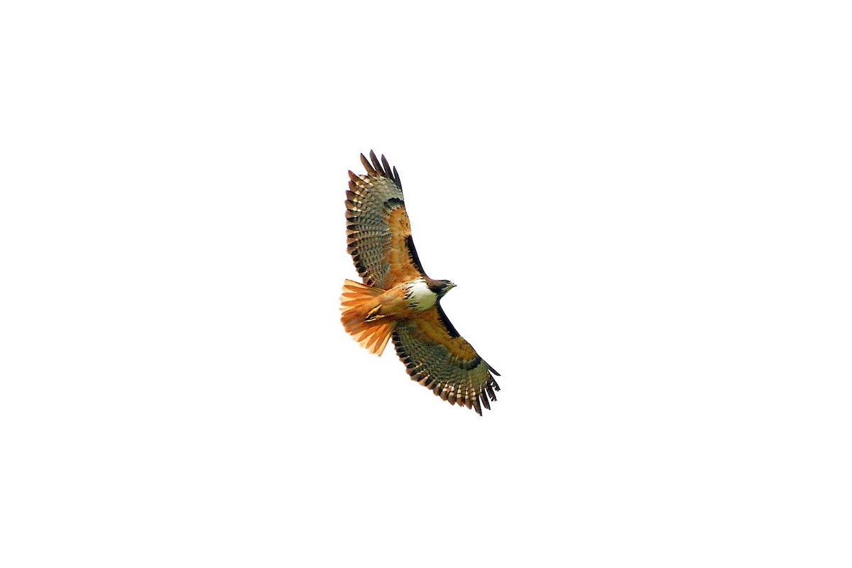 Red-tailed Hawk - Joel Trick