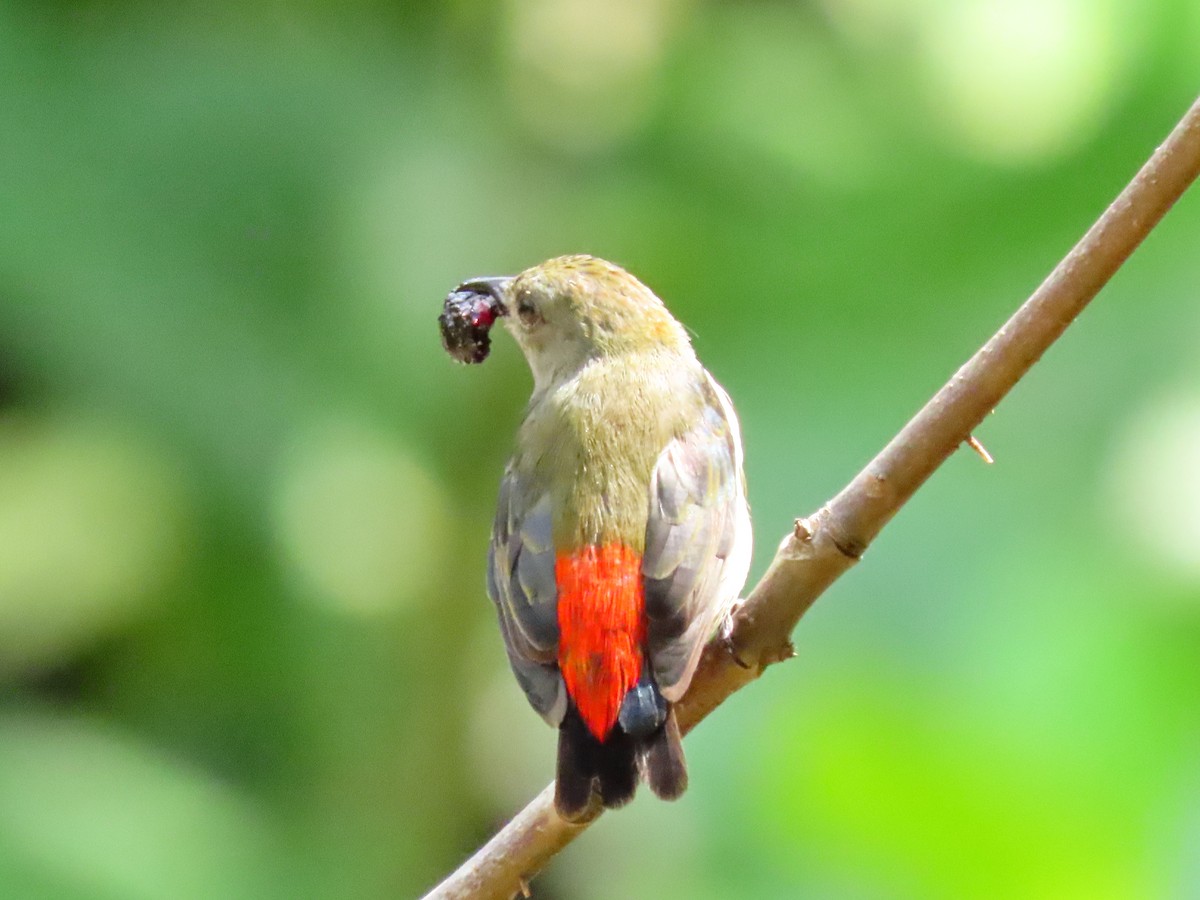 Scarlet-backed Flowerpecker - ML343601011