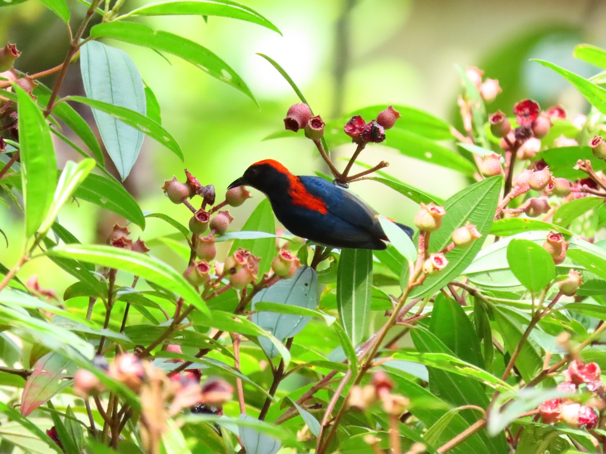 Scarlet-backed Flowerpecker - ML343601041