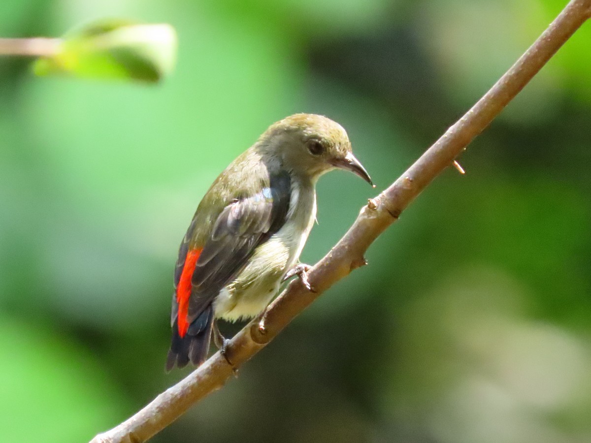 Scarlet-backed Flowerpecker - ML343601051