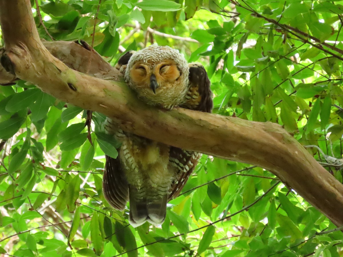 Spotted Wood-Owl - Angela Christine Chua