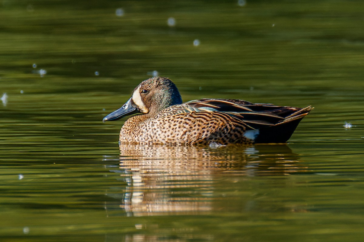 Blue-winged Teal - ML343602231