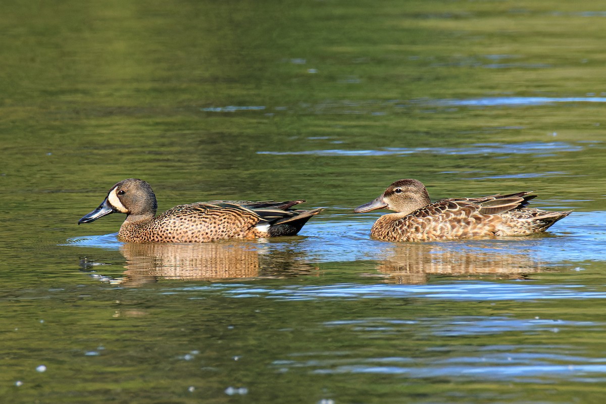 Blue-winged Teal - ML343602261
