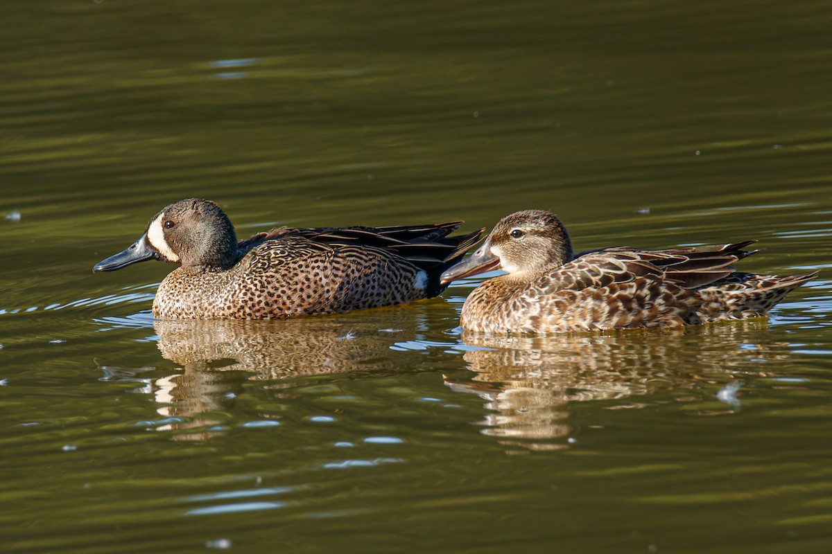 Blue-winged Teal - ML343602331