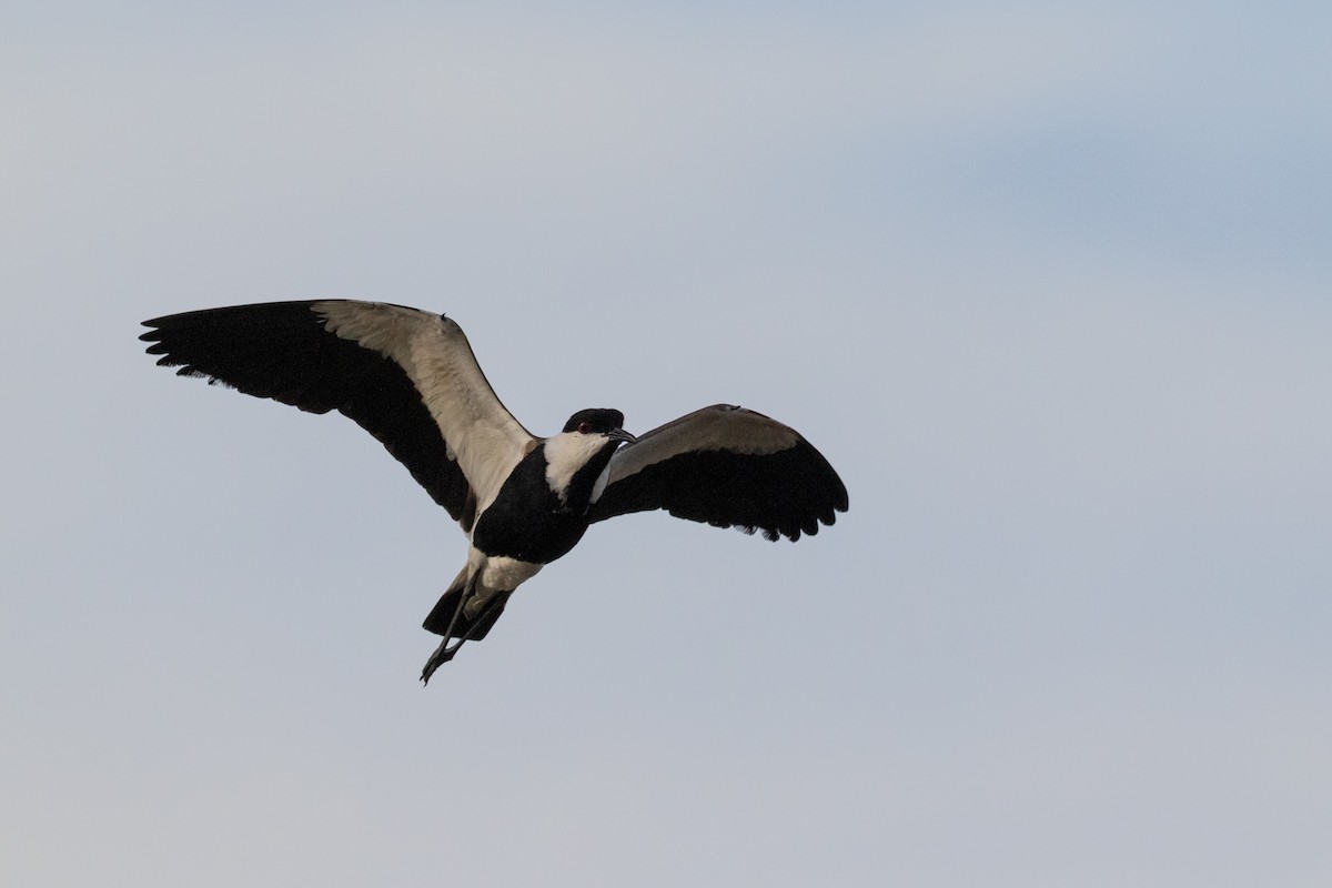 Spur-winged Lapwing - ML343609741