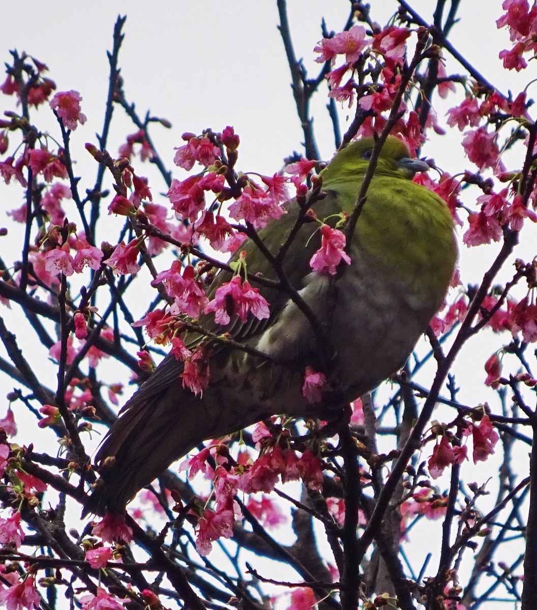 White-bellied Green-Pigeon - 莉娟 王