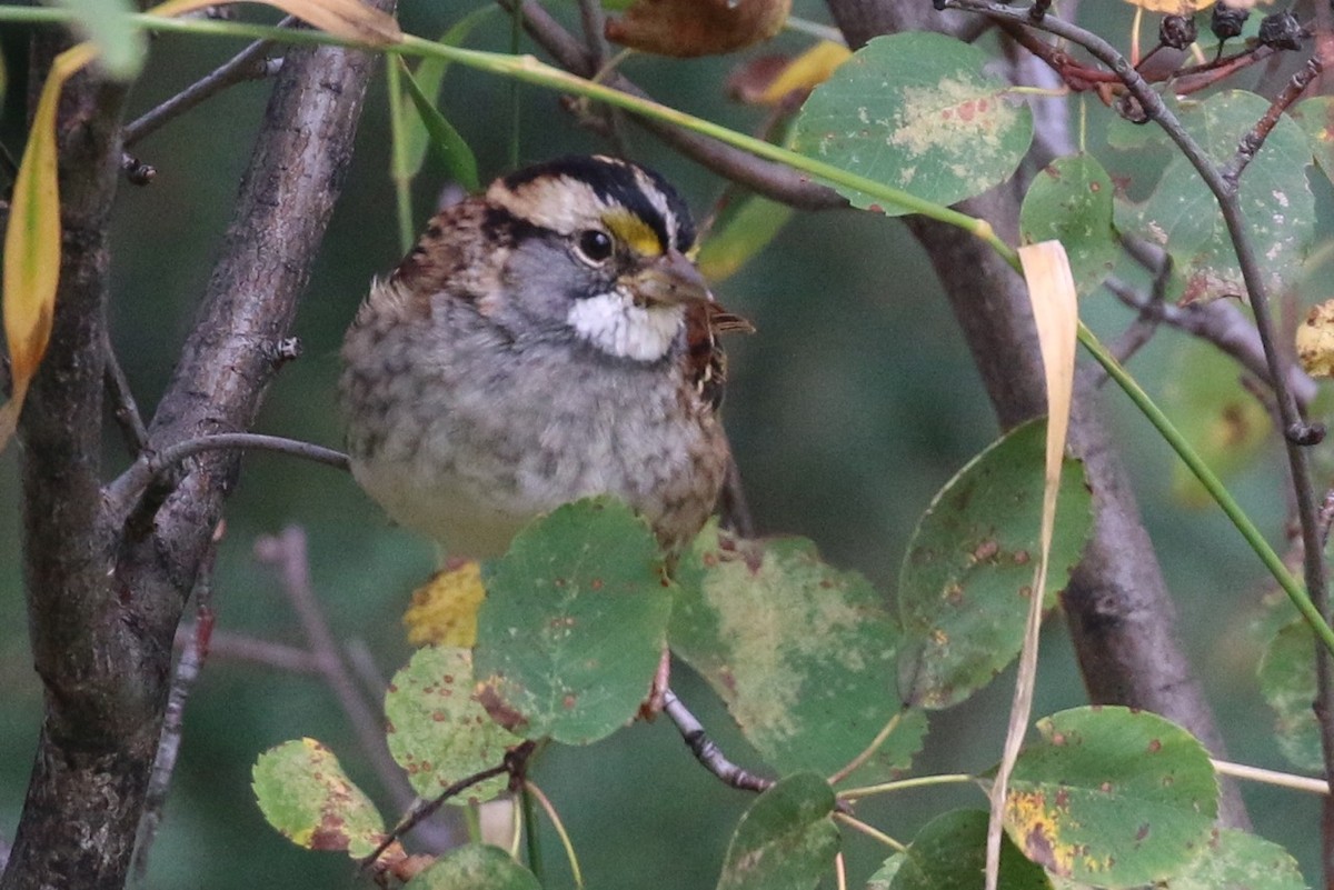 White-throated Sparrow - Douglas Faulder
