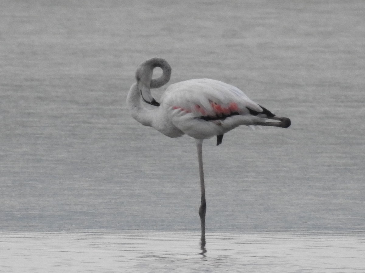 Greater Flamingo - Diego  Uche Rodriguez