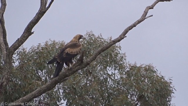 Wedge-tailed Eagle - ML343616231
