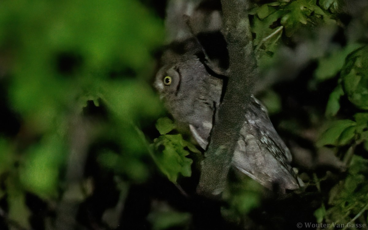Eurasian Scops-Owl - Wouter Van Gasse
