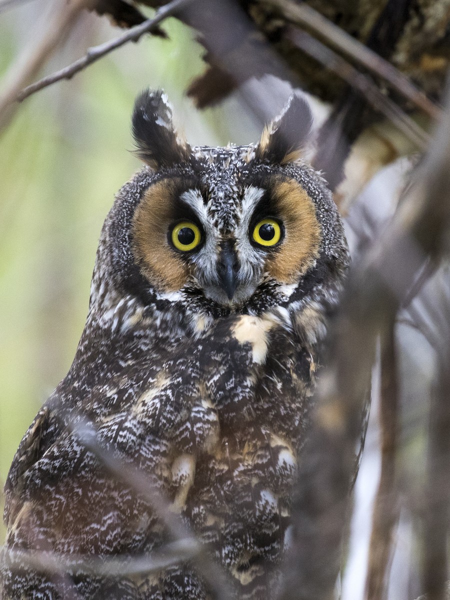Long-eared Owl - Bob Martinka