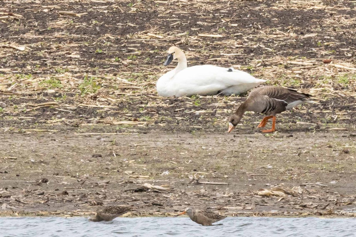 Ebird Checklist - 29 May 2021 - Cr 15 & 112 Wetland - 25 Species