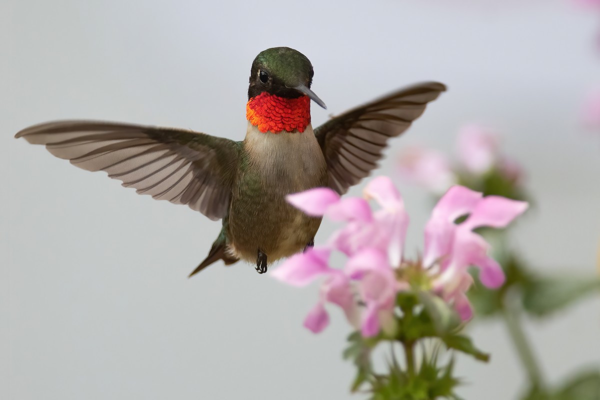Ruby-throated Hummingbird - ML343633971
