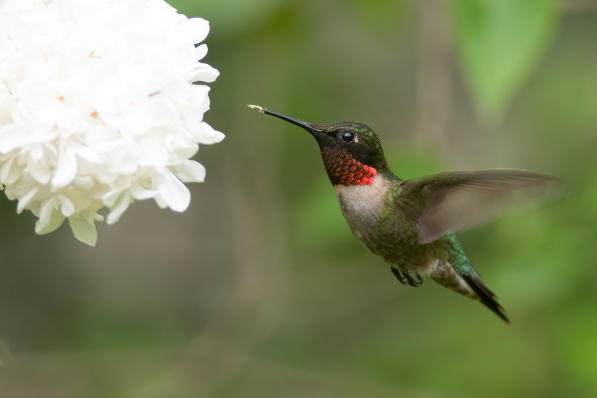 Ruby-throated Hummingbird - ML343634041