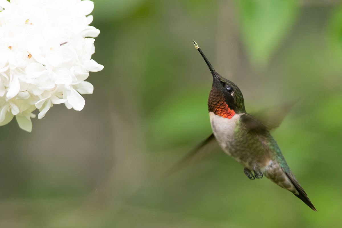 Ruby-throated Hummingbird - Amanda Guercio