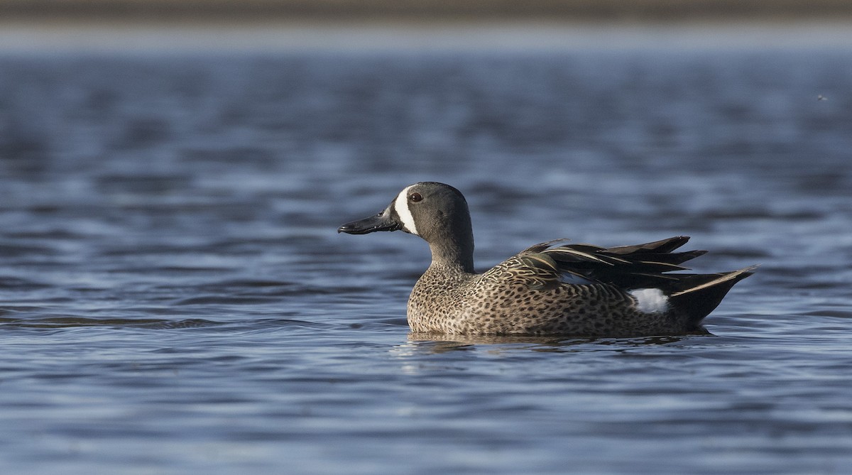 Blue-winged Teal - ML343634841