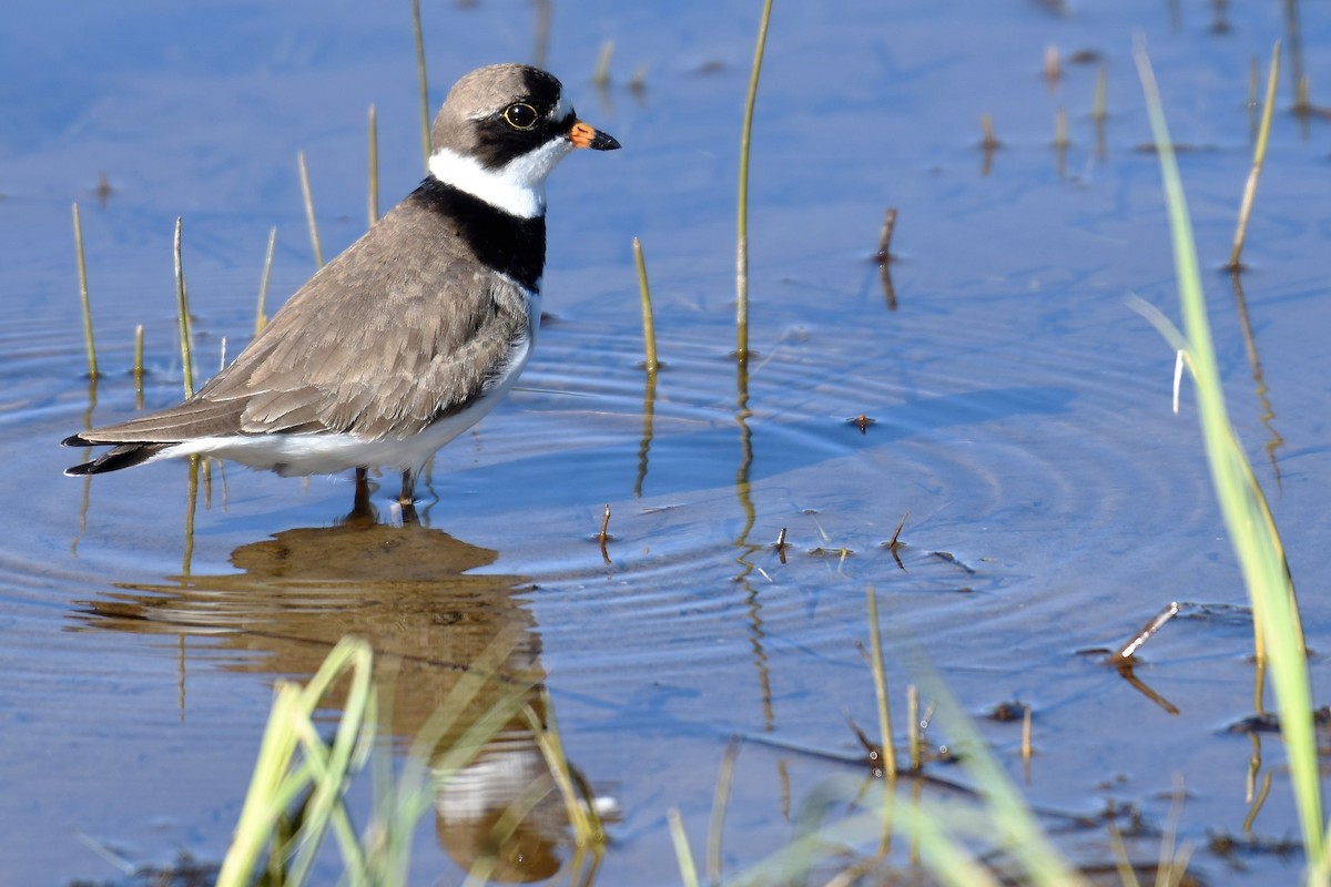 Semipalmated Plover - ML343636151